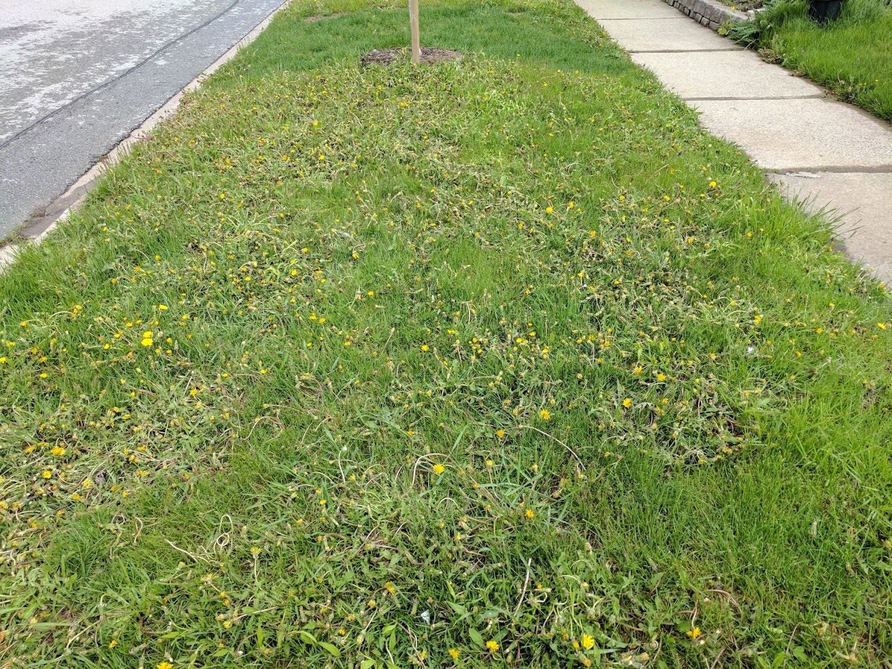 More Weeds than grass, What to do? - Page 104 - RedFlagDeals.com Forums