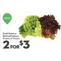 Fresh Green Or Red Leaf Lettuce