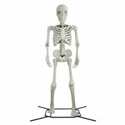 Way to celebrate 10 Feet Skeleton $75.00 (Originally $299.99)