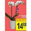 5” Premium Orchids - $14.88