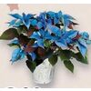 Blue Poinsettia  - $8.99