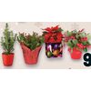 Christmas Cactus, Alberta Dwarf Spruce, Gift Box Plant or Gaultheria - $9.99